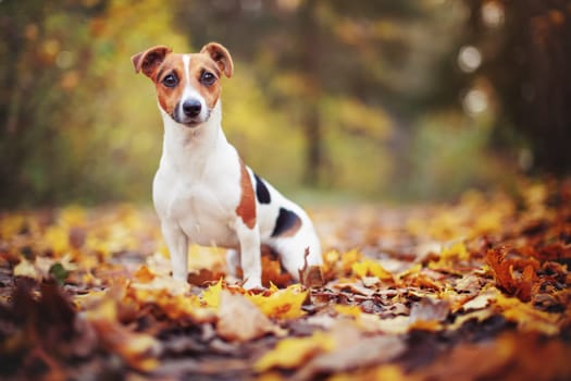 Small Jack Russell terrier sitting on forest path with yellow orange leaves in autumn, blurred trees background.