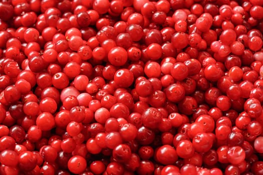 Pile of freshly harvested red wild cranberries, close-up detail from above.