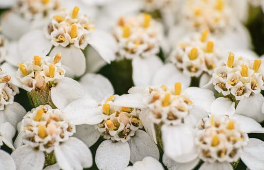Common yarrow tiny white and yellow flowers, closeup macro detail.