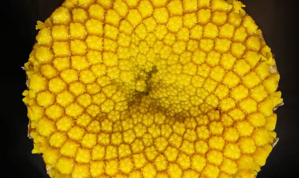 Yellow Tansy - Tanacetum vulgare - flower under microscope, image width 9mm.