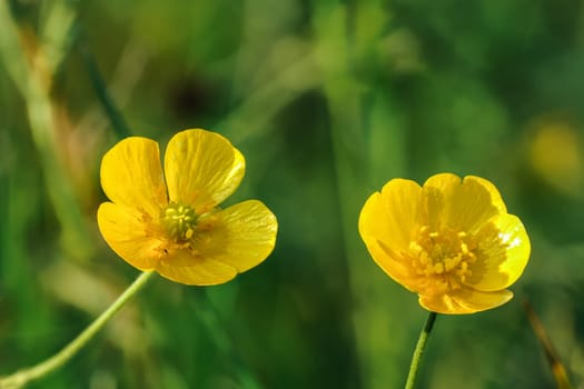 Common meadow buttercup - Ranunculus acris - bright yellow flowers, with green grass background, closeup detail.