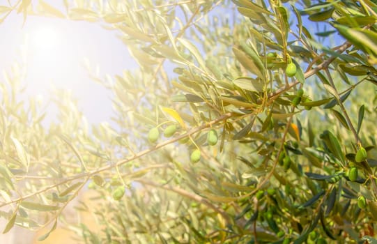 The green olives on a tree in the sunlight. Selective focus
