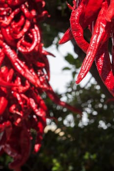 Ristra de guindas drying under sun outdoors village house. Guindas are elongated peppers variety sewn as a bunch and air them out to dry. Acena de la Borrega, Extremadura, Spain