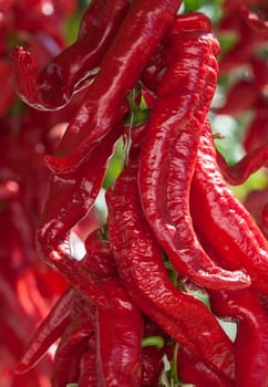 Ristra de guindas drying under sun outdoors village house. Guindas are elongated peppers variety sewn as a bunch and air them out to dry. Acena de la Borrega, Extremadura, Spain