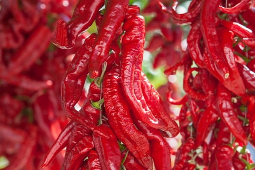 Ristra de guindas drying under sun outdoors village house. Guindas are elongated peppers variety sewn as a bunch and air them out to dry. Acena de la Borrega, Extremadura, Spain