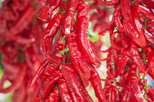 Ristra de guindas drying under sun outdoors village house. Guindas are elongated peppers variety sewn as a bunch and air them out to dry. Acena de la Borrega, Extremadura, Spain