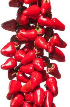 Hanging bunch of Piquillo peppers. Isolated over white