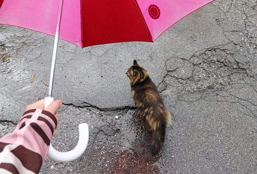 In rainy weather a cat may run under the umbrella