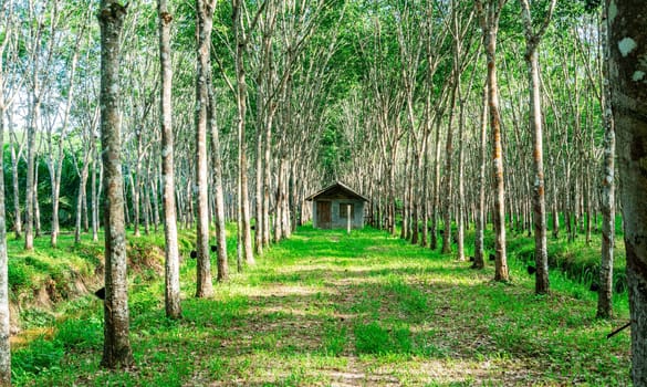 Plantation tree rubber or latex tree rubber or para rubber tree in southern Thailand