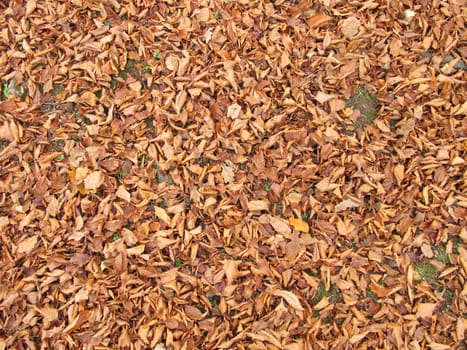 Soil ground covered with beech leaves in late autumn