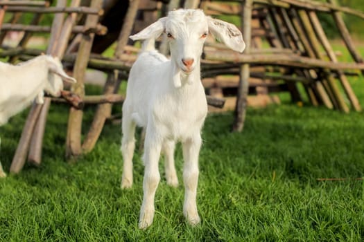 Young goat kid, on fresh spring green grass with wooden hay racks in background.
