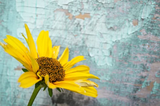 Yellow flowers on vintage turquoise wooden background, border design. vintage color tone - concept flower of spring or summer background