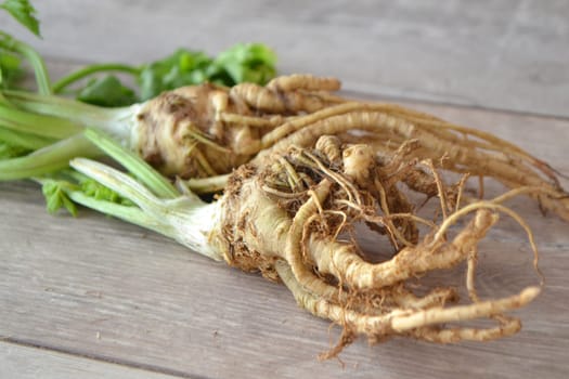Bulb of celery with fresh leaves, closeup image