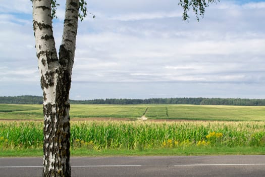 Birch tree and beautiful rural landscape, forest in the summer at background