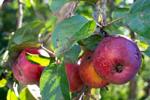 Crisp red apple on a branch closeup