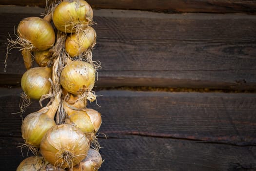 Harvest. String of golden onion. Bunches of onions are dried on dark wooden wall.