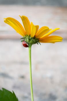 Ladybug on a yellow flower close up. Vertical image