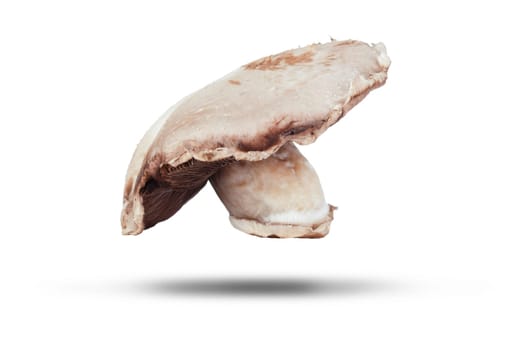 Large flat mushroom picked and isolated on a white background with shadow