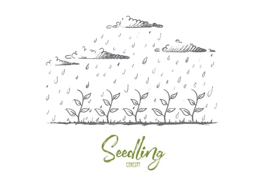 Seedling concept. Hand drawn young plant watered by rain. Seedling growth isolated vector illustration.