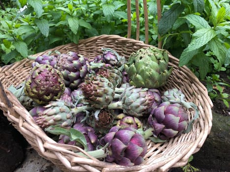 Fresh artichokes from the garden in a basket
