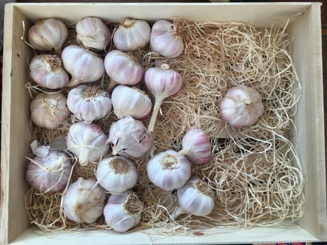 Garlic in the box