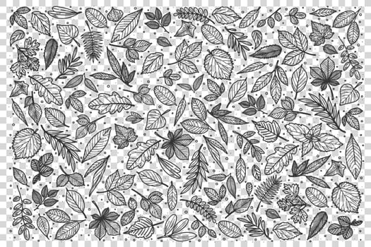 Leaves doodle set. Collection of pencil chalk hand drawn templates sketches patterns of different shape tree foliage isolated on transparent background. Part of plants illustration.