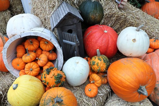 A pumpkin display in the fall with various sizes.