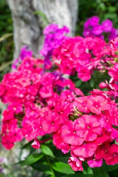 multicolor clusters of phloxes bouquet , phlox in garden bloom