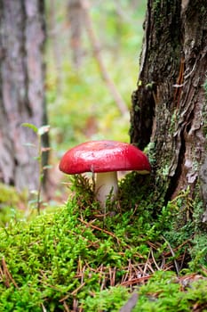 Russula emetica mushrooms growing in pine forest during autumn, russula dawn a trunk. Vertical bright image