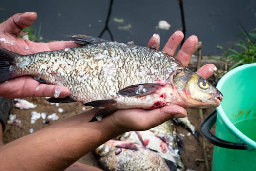 Cod fish, river crucian carp fish n the hands of a fisherman close up