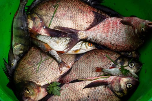 Freshly caught river rudd fishes. Just caught rudd lying on fishing net. Close up