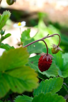 Ripe red fruits of strawberry plant in october