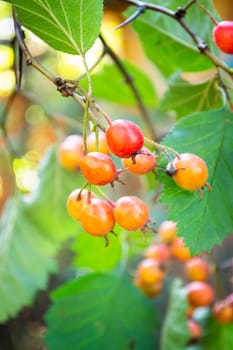 Orange berries and leaves on thorny branches hawthorn or thornapple Crataegus, singleseed hawthorn. Vertical image