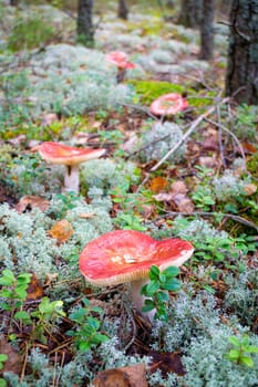 Russula mushroom grows on blue moss in pine forest on summer day. Vertical image