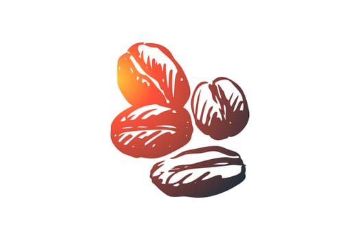 Coffee, drink, beverage, beans, roasted concept. Hand drawn roasted and fragrant coffee beans concept sketch. Isolated vector illustration.