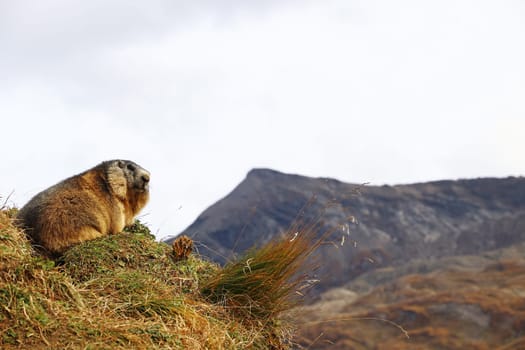 A marmot in autumn in the high mountains of Austria