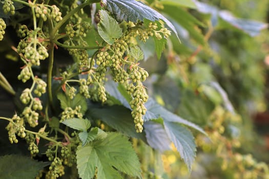 Closeup of hop buds and leaves on a vine.