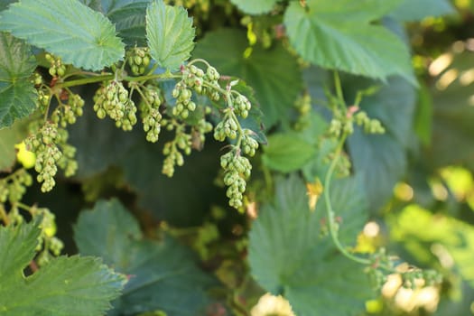 View of hop buds and leaves on a vine.