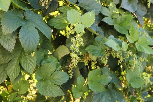 View of hop buds and leaves on a vine.