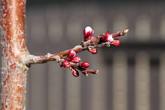 Apricot flower buds about to open in spring.
