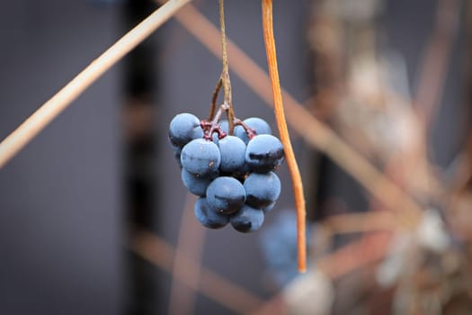 Views of ripe grapes in the fall on bare vine stems.