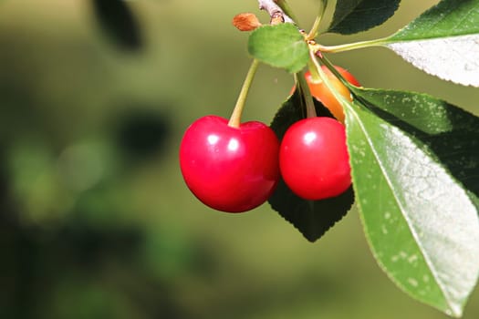 A cluster of sour cherries hanging on a tree branch.