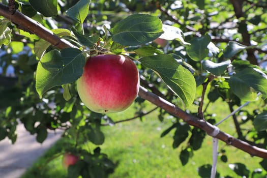 A ripe red and green apple hanging on a tree.