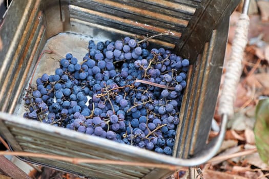 A metal bucket showing purple harvested grapes.