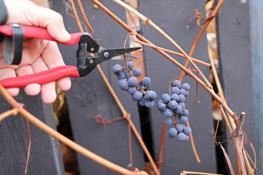 Ice grapes being clipped off vines in the fall.