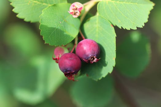 Saskatoon berries and leaves on a tree.