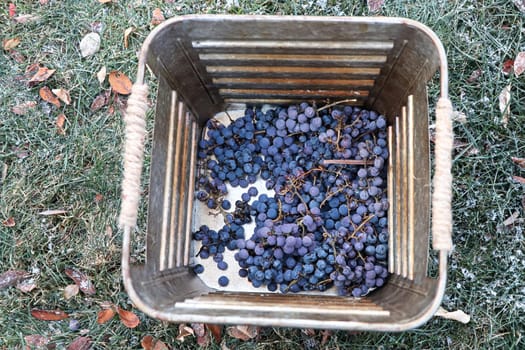 A metal bucket showing purple harvested grapes.