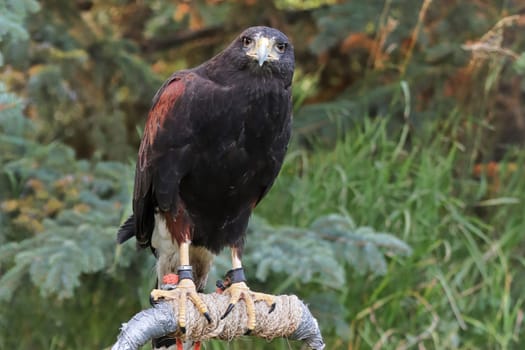 A Harris's Hawk sitting on a perch.
