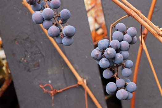 Views of ripe grapes in the fall on bare vine stems.