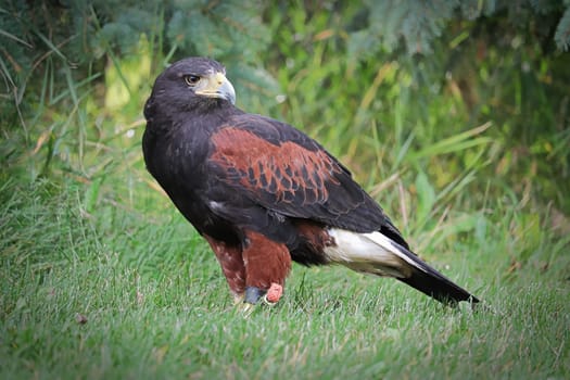 Side profile of a Harris's Hawk on the grass.
